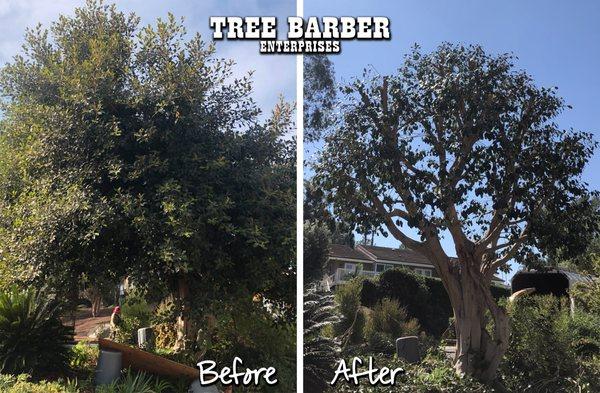 Overgrown Ficus gets a Tree Barber haircut!