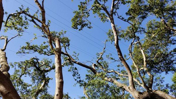 Arborists?  I think not.  A travesty to the native tree of Oakland and Cali.