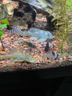 Cory Cats and plecos I have gotten from Upscale Aquatics