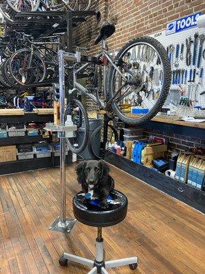 Gus helping service bikes!