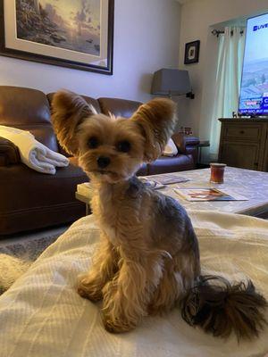 Coco 3 pound toy yorkie