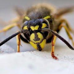 Wasp