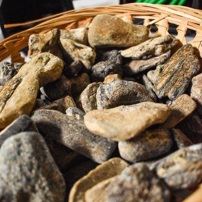 Fossils for sale in the Sticks Stones and Bonez Gift Shop.