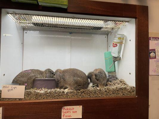 5+ rabbits crammed in a tiny cage.