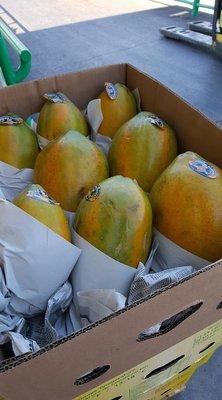 MX Papayas