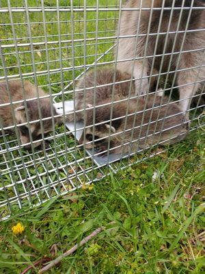 Momma raccoon and babies removed from an attic!