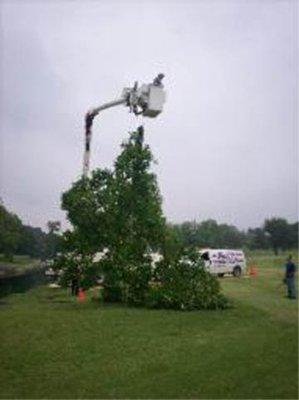 We have a bucket truck to reach the tip-top of trees that most companies miss.