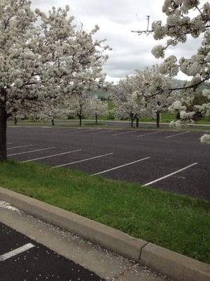 Beautiful campus in Spring. Plenty of parking even at peak class times.