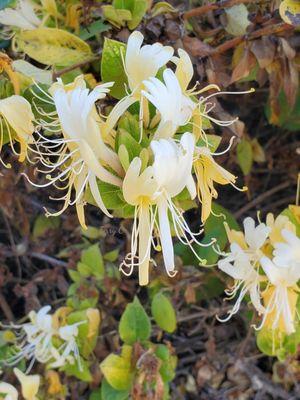 Honeysuckle's sweet fragrance fills the air.  28 June 2021