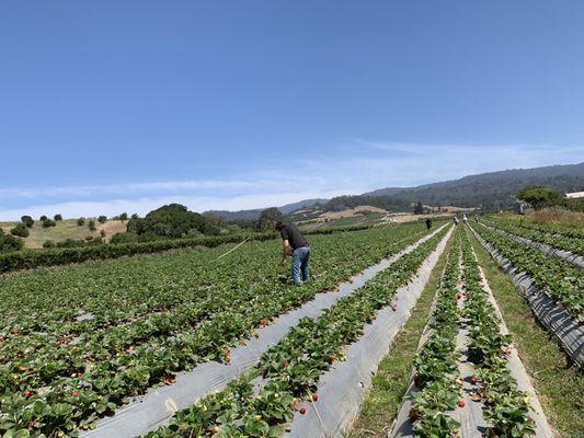 Strawberry field