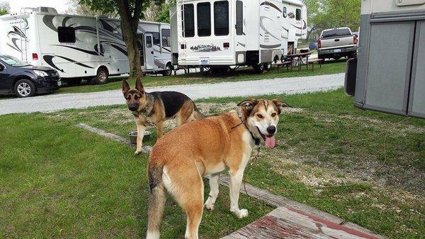 The boys enjoyed their stay and puppy treats from the front desk!