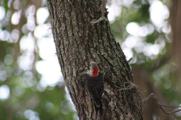 Donald B. Moore Heritage Preserve