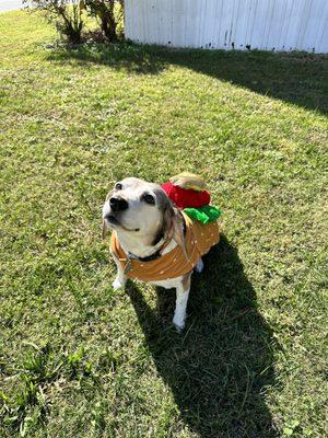 Lucy in her Halloween costume.  She is a Hot Dog.  Aka tatortop