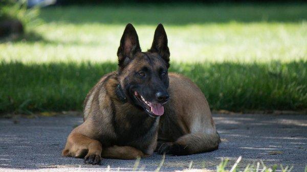 Beautiful Belgian Malinois