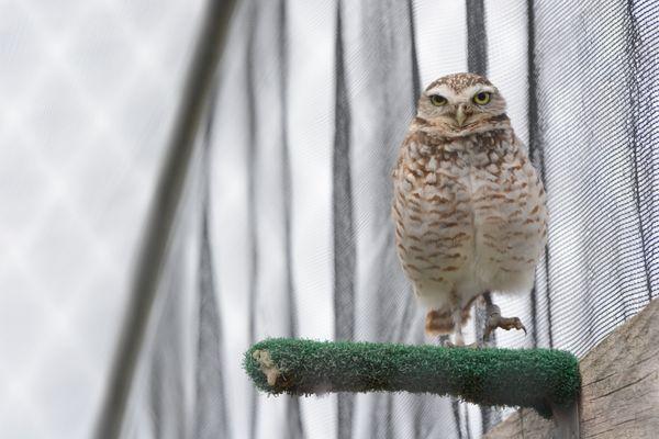 A burrowing owl.