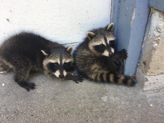 Raccoon outside a home