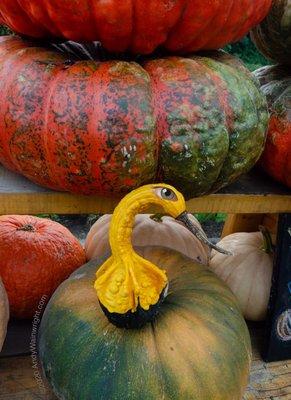 Bitsy the tiny gourd