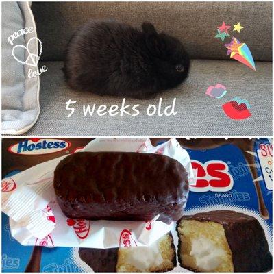 Licorice puff here resembling a "chocodile" at 5 weeks old Choco"