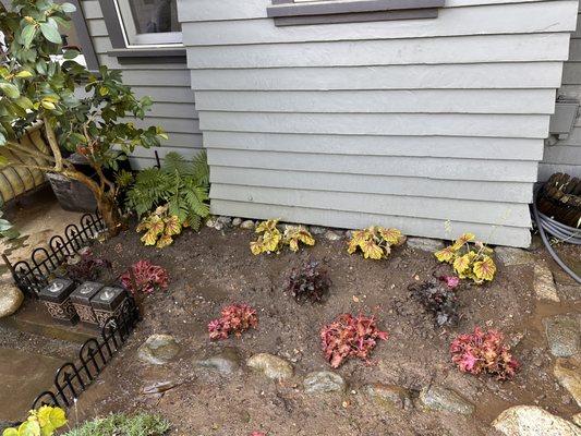 Colorful Shade loving plants