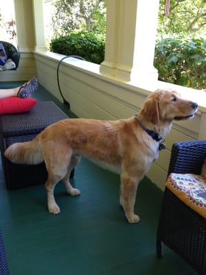 Bubba after his first cut by Annie at Pet Cuts. Scheduling his NEXT cut today!
 Annie does great work!