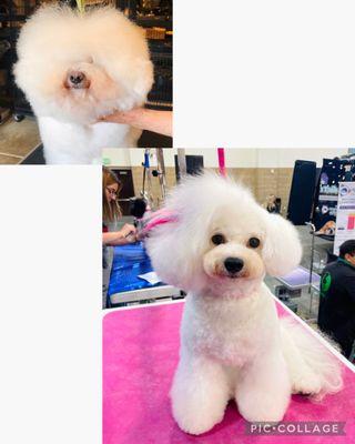 Bichon Before/After.