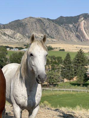 Another horse on property