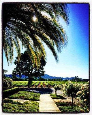 Sonoma Valley-  Wine Country REALTOR®