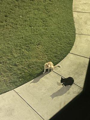 Two Cats, white with orange stripes & tuxedo