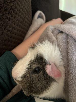 Guinea pig named muta