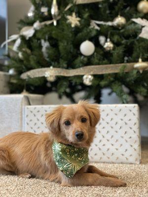 The holiday bandana they give out