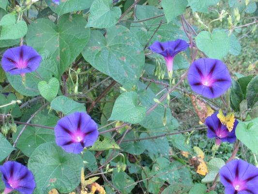 Morning flowers near the fire pit.