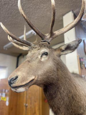 Taxidermy and guns