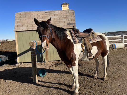 My happy and well fed paint mare