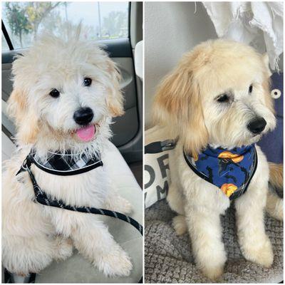 Zuko's first haircut! Before and after.