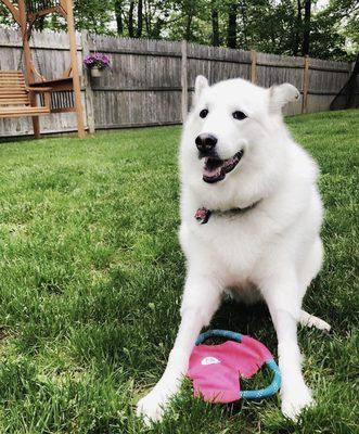 My dog Blizzard in the yard with no ticks!