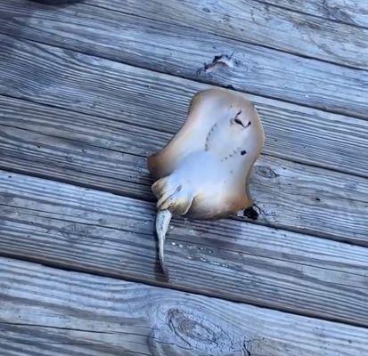 Someone caught this today on the pier!!! Soooo...  cool!!!