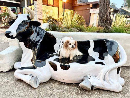 Bambam our dog, he likes this place . And when u see this Cow , it means your near to LOUISIANA CHARLIES