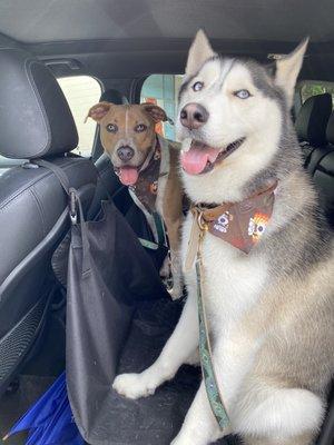 Archie (left) & Lukey (right) groomed & ready for Thanksgiving