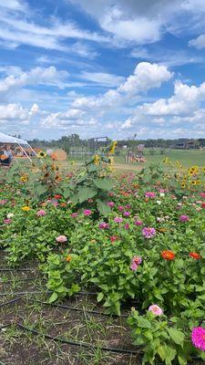 Wildflowers that you can cut to take home ($)