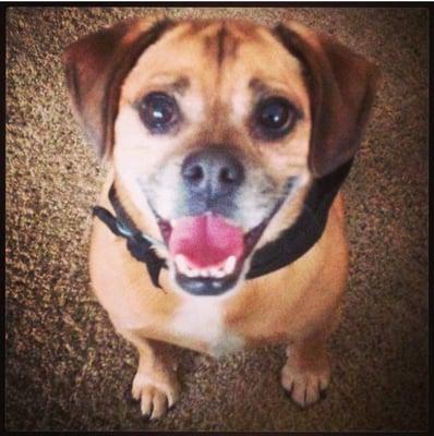 I adopted Bernie the Puggle aka "Sam" from Paws for Life. His first day home and he already is so happy!