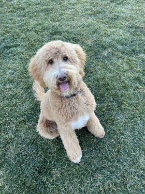 Our golden doodle freshly groomed by Heather!