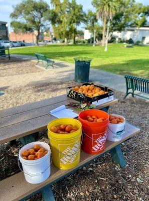 Today's selection from Produce In The Park - a local produce exchange