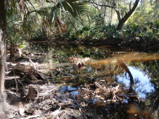 Off the beaten path.. Ft.george island  Jacksonville, Florida