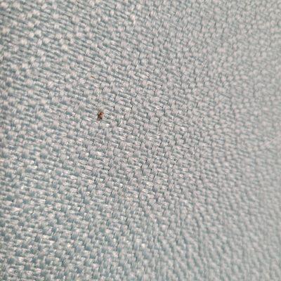 Bug I smashed on the seat