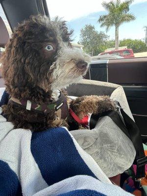 Sad puppy got the clip from his car seat caught on his paw.