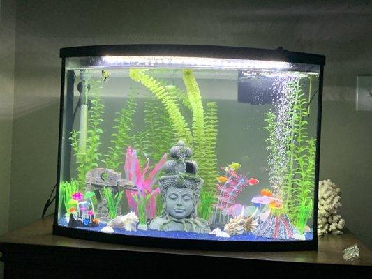 Our fish tank with crystal clear water thanks to the owners advice and recommendations