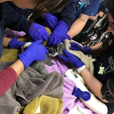 All hands on deck for newborn puppies!!