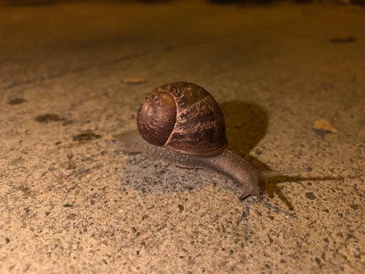 A snail