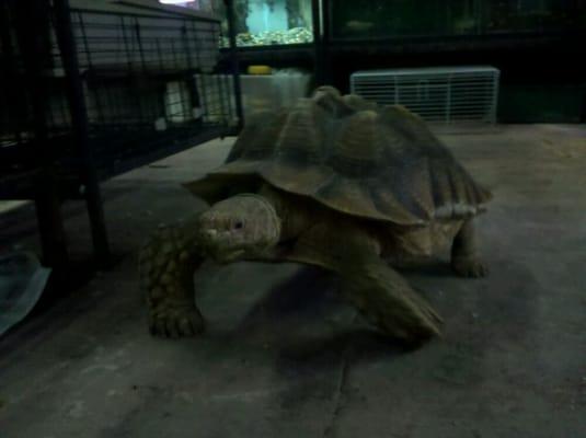 The Guardian--A tortoise that roams around the aquariums downstairs.