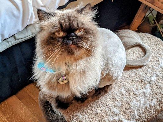 My female Himalayan smelling brilliant and living her fresh lion cut!